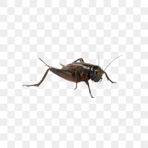 蟋蟀虫17(cricket_insect_png17.png)