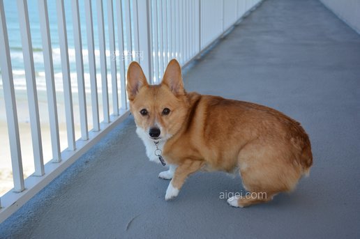 科吉犬动物彭布罗克宠物(corgi-dog-animal-pembroke-pet)