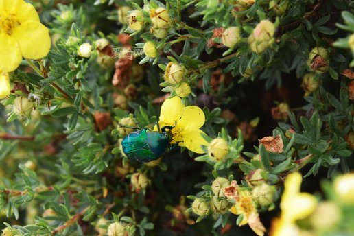 甲虫花绿花盛开(beetle-flowers-green-blossom-bloom