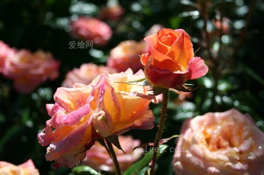 波特兰玫瑰(portland roses)