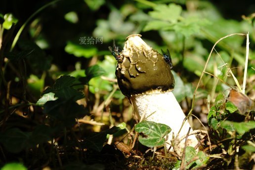 臭羊肚菌蝇臭味(stinkmorchel-mushroom-fly-stench)