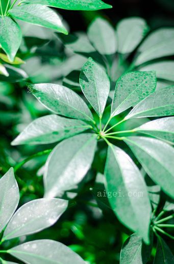 绿伞植物(green umbrella plant)