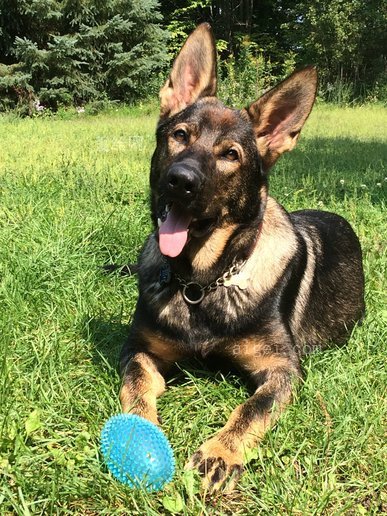 德国牧羊犬 东德紫貂牧羊犬 gsd公司 小狗(german shepherd east