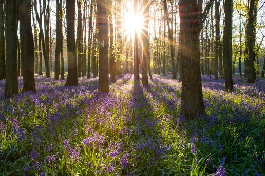 英格兰蓝铃林春天(bluebell-forest-england-spring)