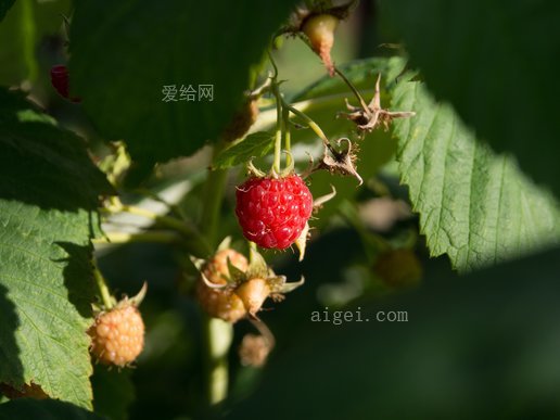 马林纳 果实 夏天 成熟的水果 生物 生态 产品(malina fruit