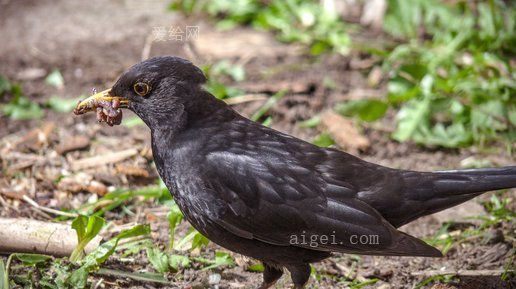 黑鸟鸟鸟(blackbird-bird-birds-black)