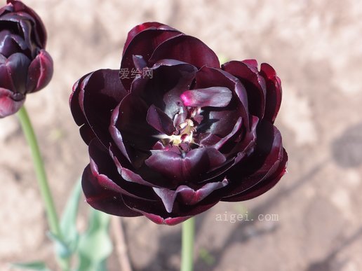 花郁金香黑郁金香(flowers-tulip-black-tulip)