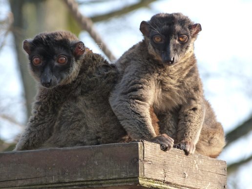 马吉蛋黄酱猴(maki-mayotte-monkey)