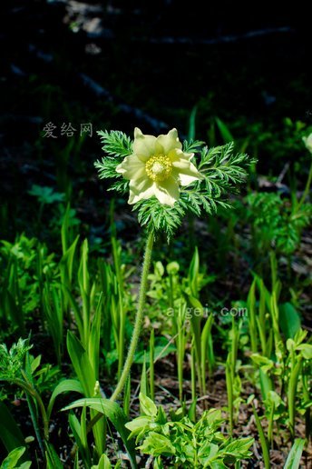 黄花白头翁(yellow-pulsatilla-alpina-pasqueflower)