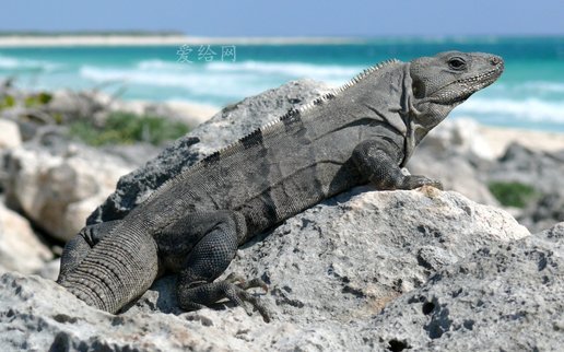 海滩 蜥蜴(iguana black spiny tailed reptile beach lizard