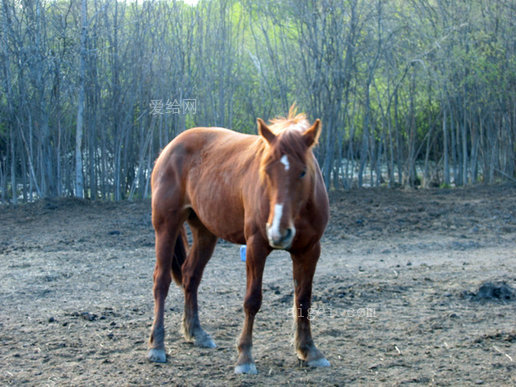 山地马2(mountain horse 2)