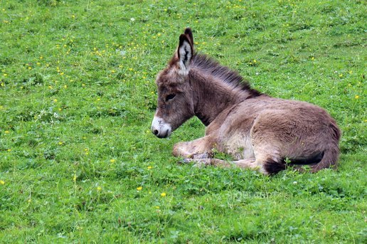 驴 驴驹 驹 婴儿 动物 动物世界(donkey donkey foal foal