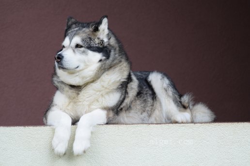 阿拉斯加雪橇犬(alaskan-malamute-malamute-dog)_图片_jpg 大小:3m