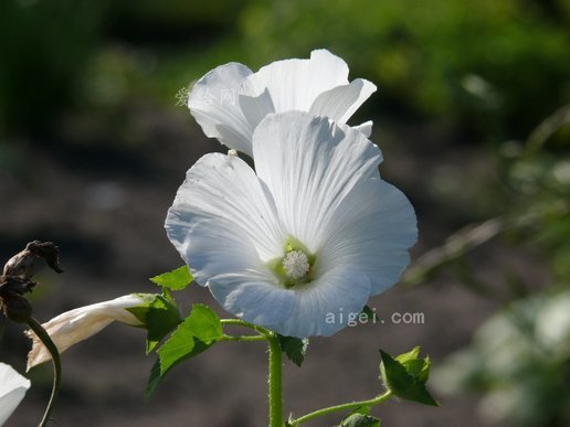 花葵属 花 白色 植物 夏天 自然(lavatera flower white