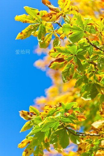 马栗树 七叶树属 七叶树 秋天(horse chestnut tree aesculus