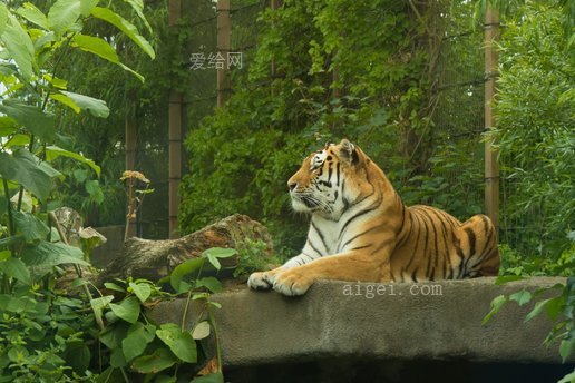 老虎 科凯亚萨里 猫(tiger korkeasaari cat)