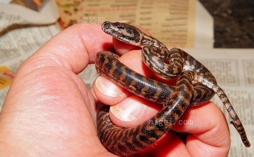 蛇宝宝蛇地毯蟒蛇(snake-baby-snake-carpet-python)