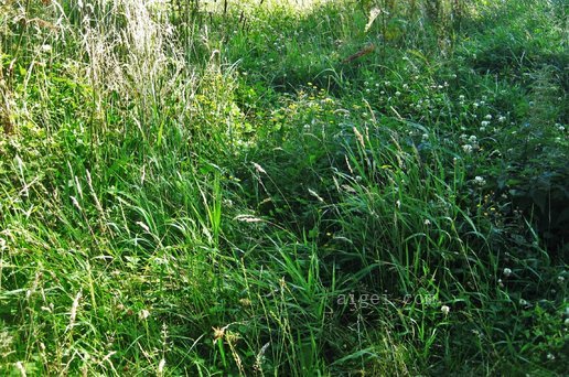 夏草甸野生草甸(summer-meadow-wild-meadow)