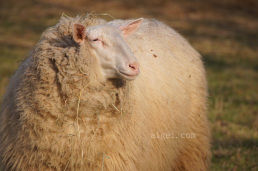 羊用羊毛农场毛皮(sheep-animal-wool-farm-fur)