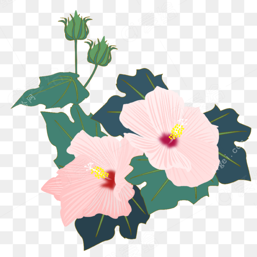 芙蓉芙蓉粉花(hibiscus-furong-pink-flowers)