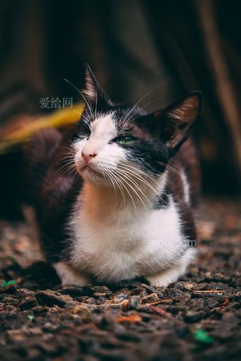 focus photography of sitting tuxedo cat)