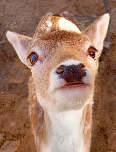 鹿白尾小鹿母鹿(deer-whitetail-fawn-doe-buck)