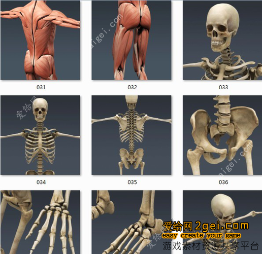 非常完整的男性和女性解剖3d模型 非常的全面 人类 Max 3dmax 游戏提取人物合集 3d模型 免费下载 人类 古代 角色 游戏类 爱给网