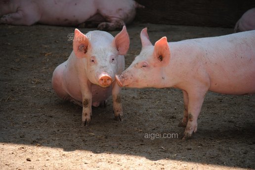 猪种猪(pig-sow-breeding-livestock)