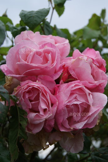 苏格兰玫瑰(scottish roses)