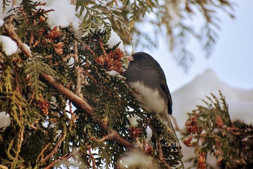 栖息在树枝上的灰白色鸟(gray and white bird perched on tree