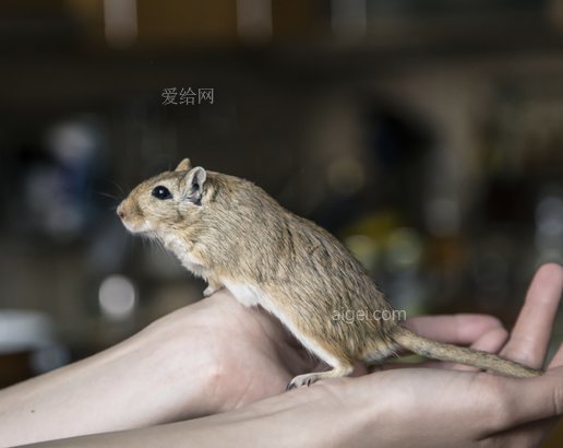 沙鼠 啮齿动物 手 动物 宠物 小的 哺乳动物(gerbil rodent