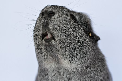 豚鼠 啮齿动物 动物 光滑的头发 牙齿 银(guinea pig rodent