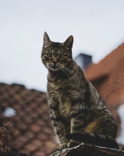 银斑猫(silver tabby cat)