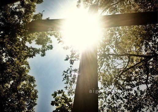 在阳光下穿过树林(cross in trees in sun 大小:1m-cc0图库_高清