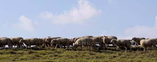 放牧 羊毛 田园诗(sheep flock of sheep dike graze wool