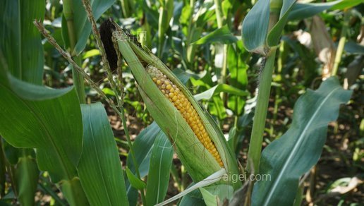 玉米 玉米田 成熟的 收获 玉米棒上的玉米(corn cornfield ripe