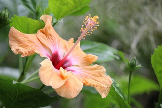 芙蓉异域热带花(hibiscus-exotic-tropical-blossom)