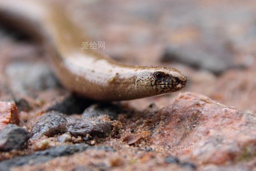 慢虫 爬行动物 蜥蜴 关闭 地面 动物(slow worm reptile