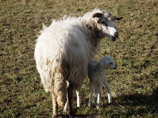 母爱 羊毛(sheep mother lamb pasture motherly love wool)