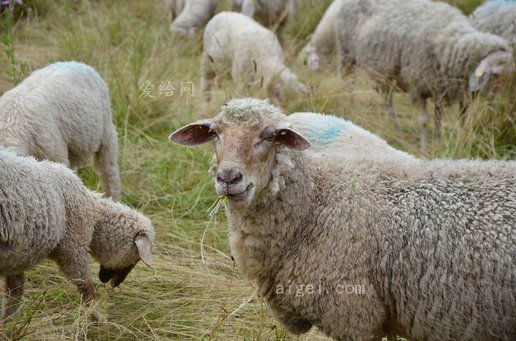 羊 一群绵羊 吃 羊毛 羊毛(sheep flock of sheep eat wool