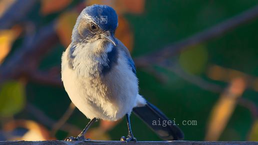 灰白鸟特写照片(close up photo of gray and white bird)