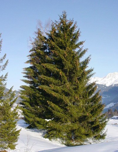 云杉针叶冷杉林(spruce-conifer-fir-tree-forest)