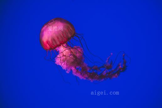 粉红水母在水下游泳(pink jellyfish swimming underwater)