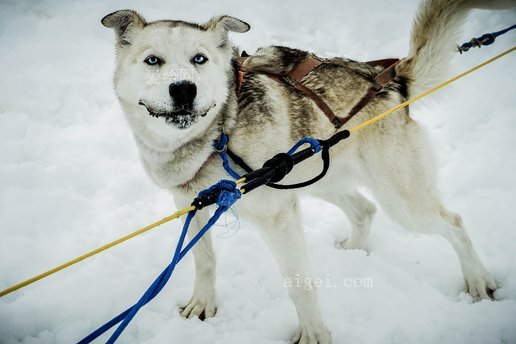 雪橇狗 阿拉斯加 狗雪橇 雪橇 狗 雪橇 雪(sled dog alaska