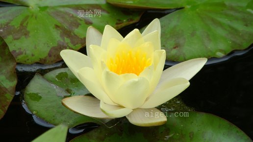 浮莲(lotus-waterlily-lily-floating)