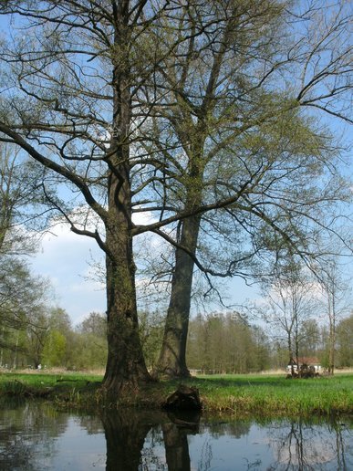 狂欢 树(spreewald water nature landscape river spree tree