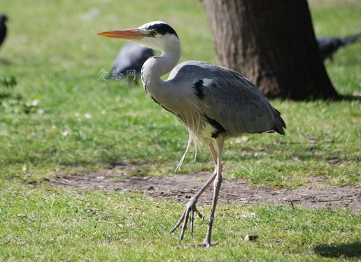 灰色 苍鹭 阿黛影城 站立 喙 野生的(grey heron ardea