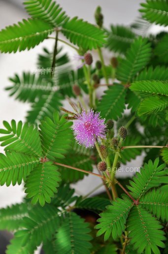 含羞草花粉红色(mimosa-pudica-flower-pink)