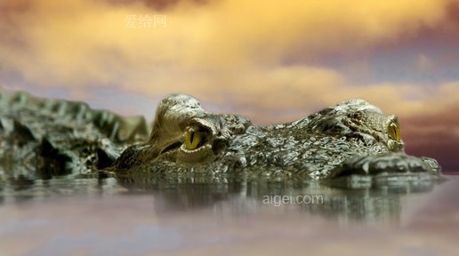 爬行動物, 鱷魚(crocodile, animal, nature, reptile, alligator)