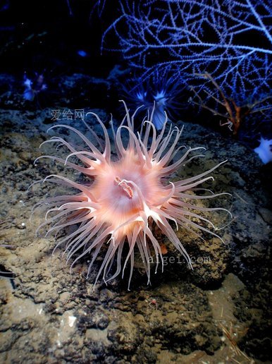 銀蓮花, 海洋生物, 海, 海洋, 水, 水下(anemone, sea life, sea